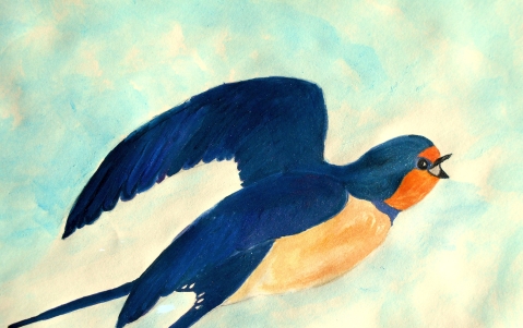 Close-Up Barn Swallow